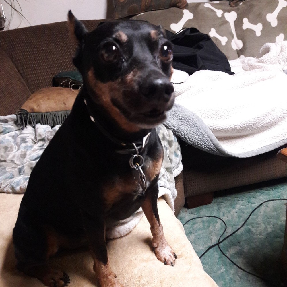 Meet your Posher, Posh